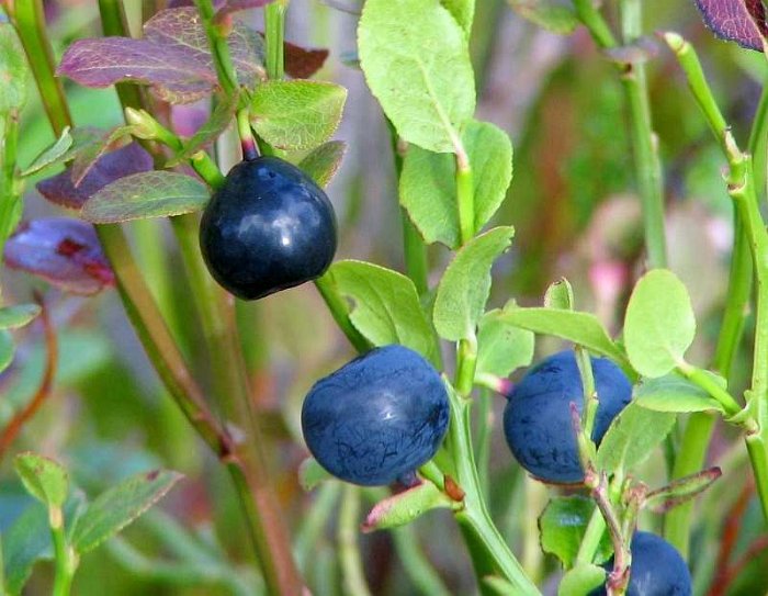 Vaccinium myrtillus (3)
